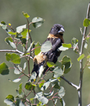 Black headed Grosbeak 0261